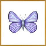 Cuadro Mariposa Licena del Tamarugal