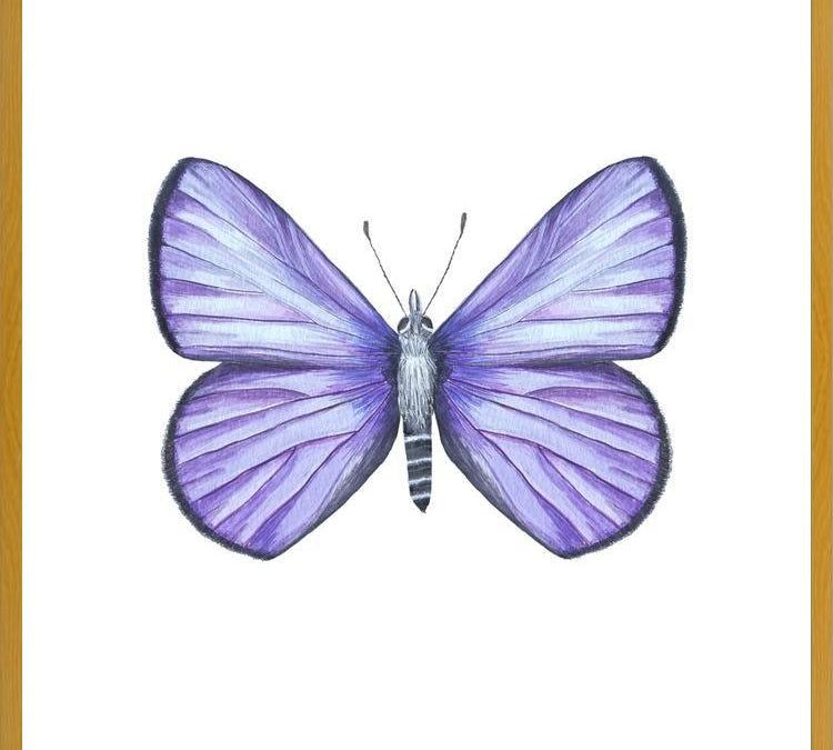 Cuadro Mariposa Licena del Tamarugal