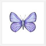 Cuadro Mariposa Licena del Tamarugal