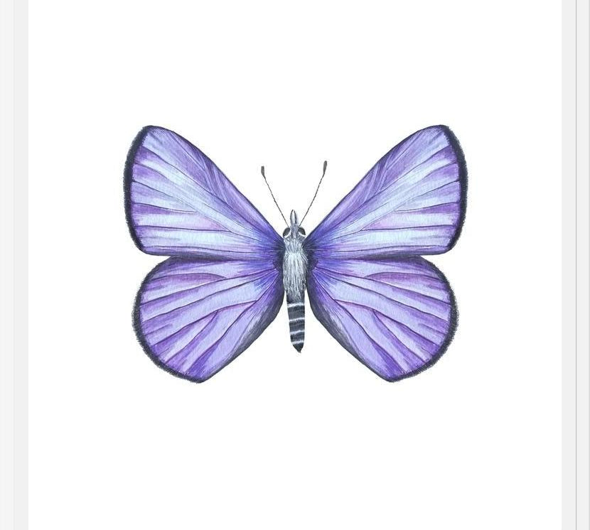 Cuadro Mariposa Licena del Tamarugal