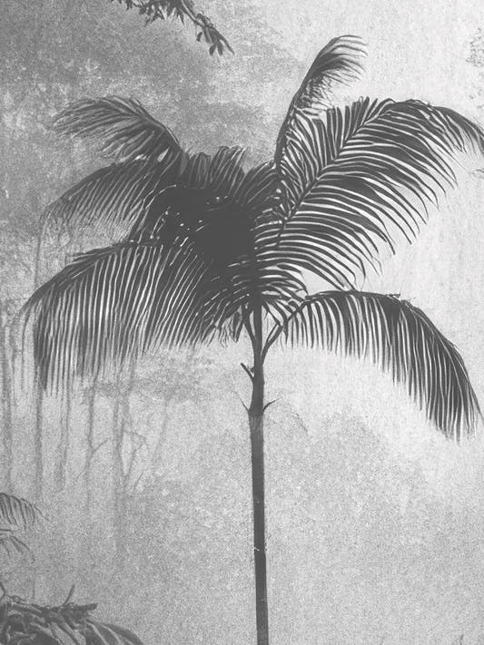 Papel mural Pasadena B&W, detalle del diseño: palmera y selva entre niebla en blanco y negro.