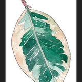 Cuadro Ficus Elastica