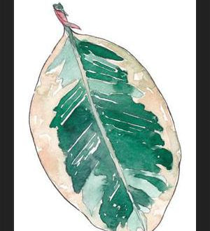Cuadro Ficus Elastica