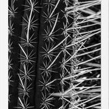 Cuadro Cactus