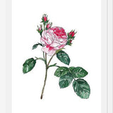 Cuadro Rosa I