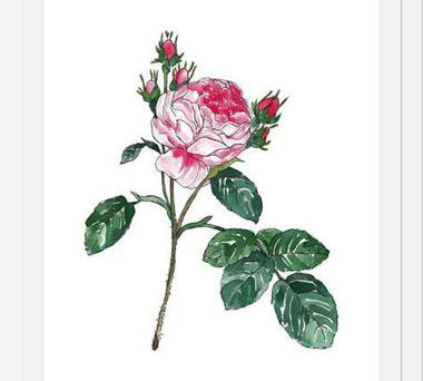 Cuadro Rosa I