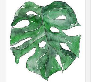 Cuadro Hoja Monstera
