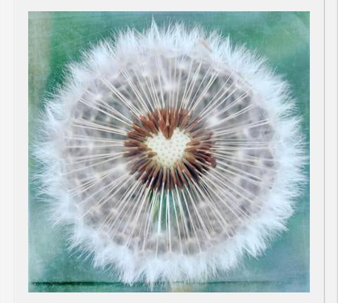 Cuadro Dandy Heart