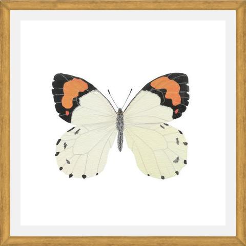 Cuadro Mariposa eroesa