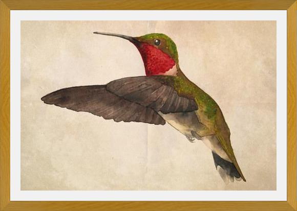 Cuadro Colibrí Rojo Acuarela