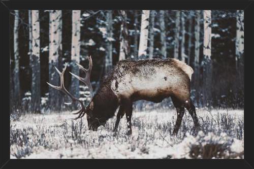 Cuadro Reindeer