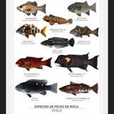 Cuadro Especies de Peces de Roca de Chile