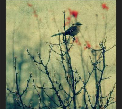 Cuadro Autumn Bird