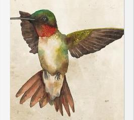 Enmarcado Colibrí Acuarela