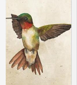 Enmarcado Colibrí Acuarela