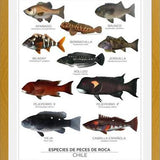 Cuadro Especies de Peces de Roca de Chile