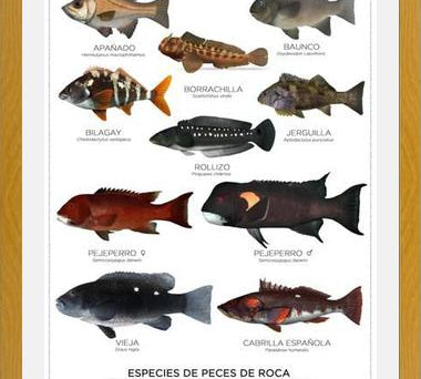 Cuadro Especies de Peces de Roca de Chile