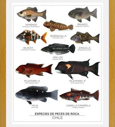 Cuadro Especies de Peces de Roca de Chile