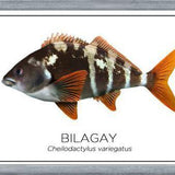 Cuadro Colección Especies de Peces Chilenos: Bilagay