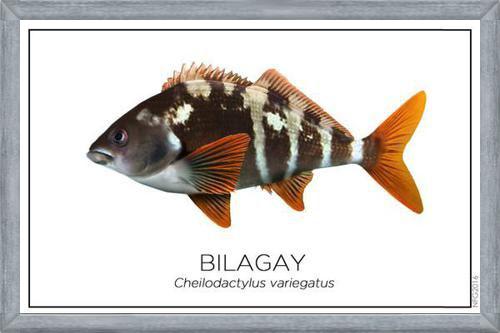 Cuadro Colección Especies de Peces Chilenos: Bilagay