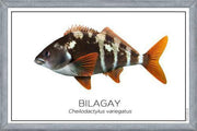 Cuadro Colección Especies de Peces Chilenos: Bilagay