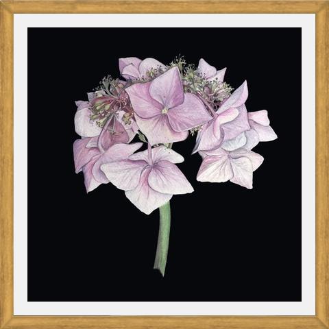 Cuadro Hortensia rosada