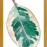 Cuadro Ficus Elastica