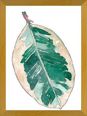 Cuadro Ficus Elastica
