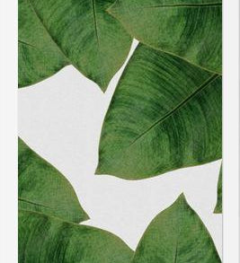 Cuadro Banana Leaf II