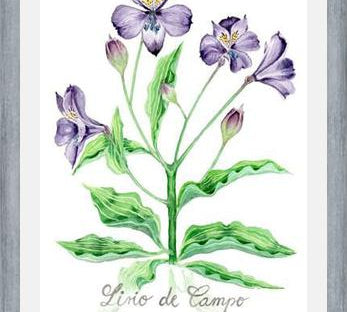 Cuadro alstroemeria