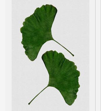 Cuadro Ginkgo Leaf II