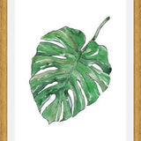 Cuadro Monstera Deliciosa