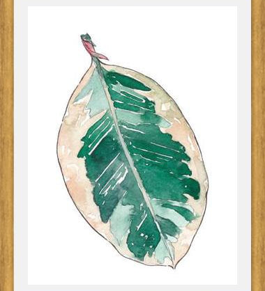 Cuadro Ficus Elastica