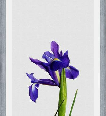 Cuadro Iris Still Life