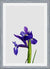 Cuadro Iris Still Life