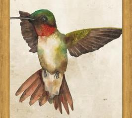 Enmarcado Colibrí Acuarela