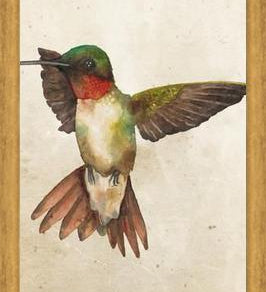 Enmarcado Colibrí Acuarela