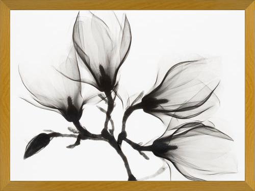 Cuadro Magnolia