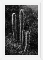 Cuadro Cactus Paisaje