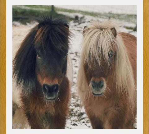 Cuadro Mini Horses in the Snow