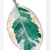 Cuadro Ficus Elastica