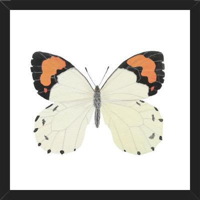 Cuadro Mariposa eroesa