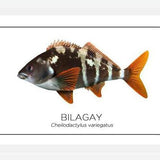 Cuadro Colección Especies de Peces Chilenos: Bilagay
