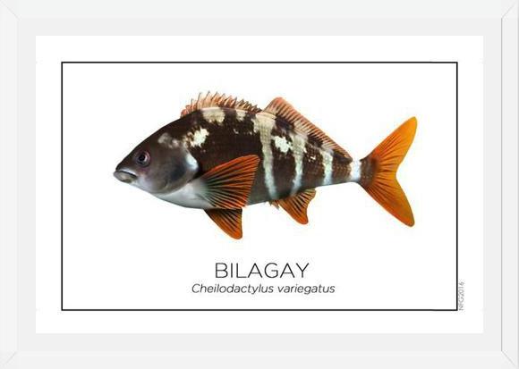 Cuadro Colección Especies de Peces Chilenos: Bilagay