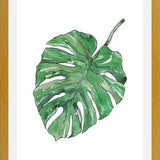 Cuadro Monstera Deliciosa
