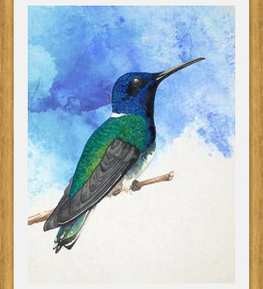 Enmarcado Colibrí azul