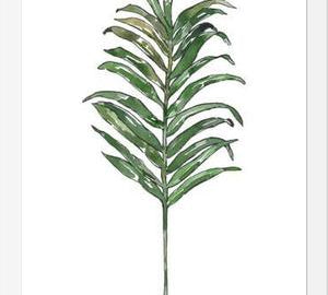 Cuadro Hoja Palma