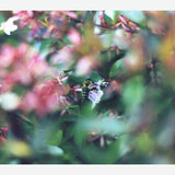 Cuadro Flores e insectos Nº6