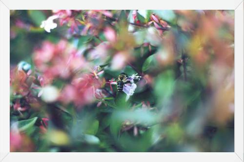 Cuadro Flores e insectos Nº6