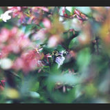 Cuadro Flores e insectos Nº6